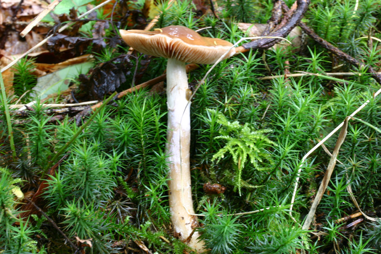 Cortinarius stillatitius Fr.1838